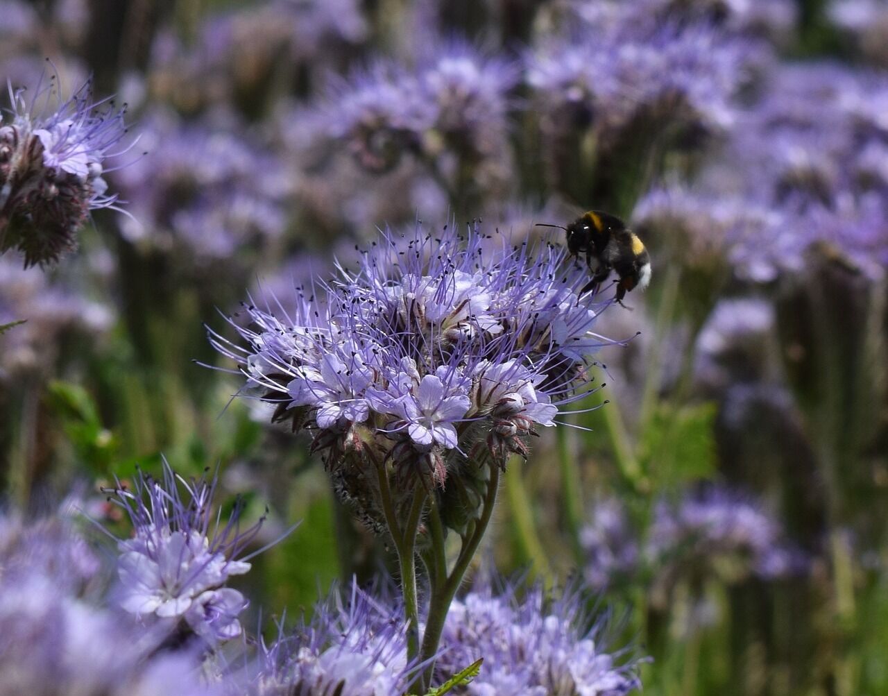 Büschelschön / Bienenfreund