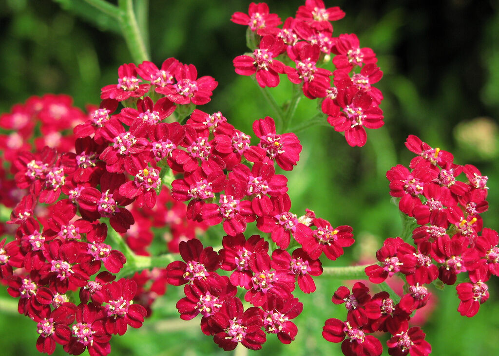 Rote Schafgarbe „Kirschkönigin“