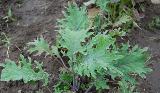 Sibirischer Kohl