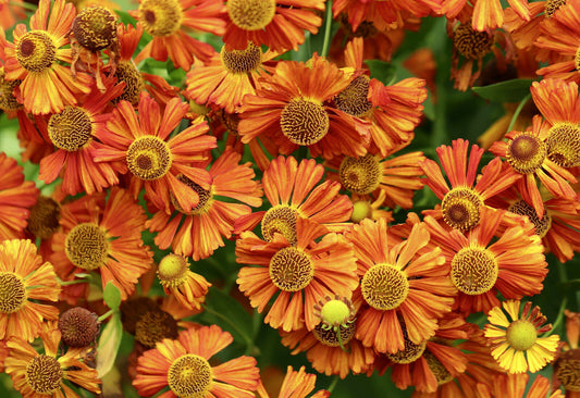 Rot-gelbe Herbst-Sonnenbraut