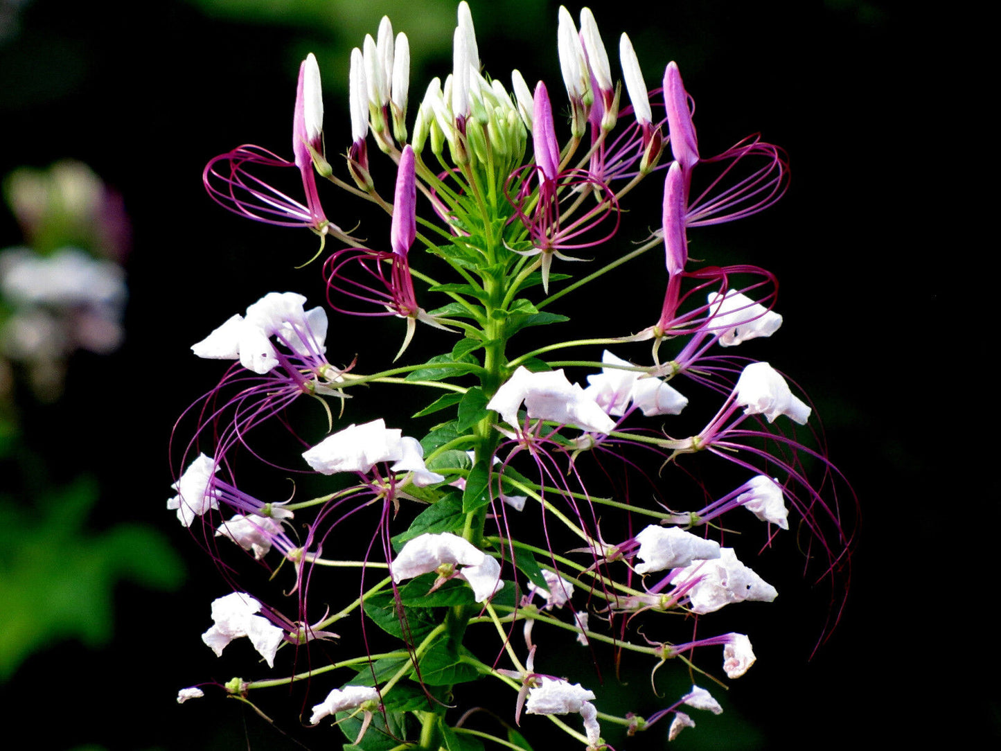 Weiße Spinnenblume "White Queen"