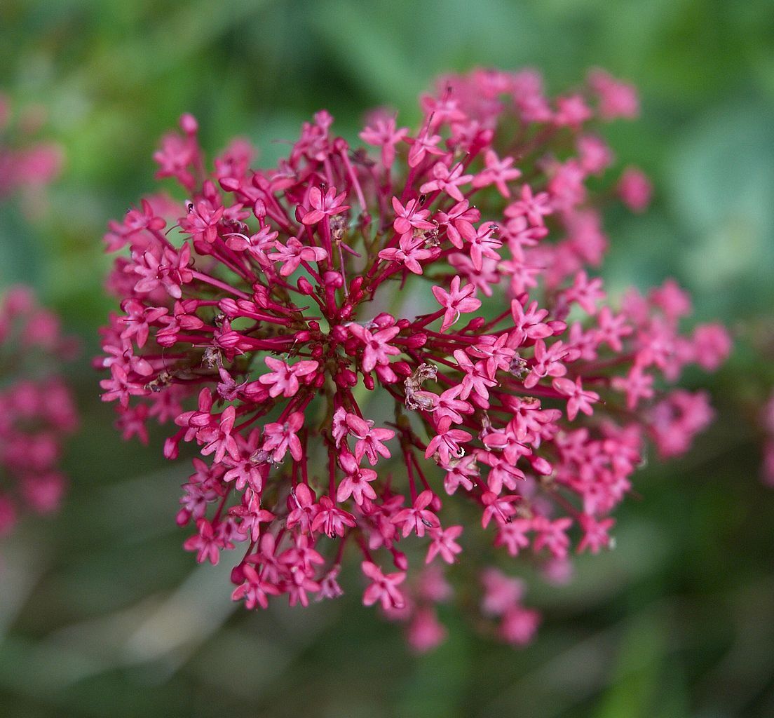 Rote Spornblume