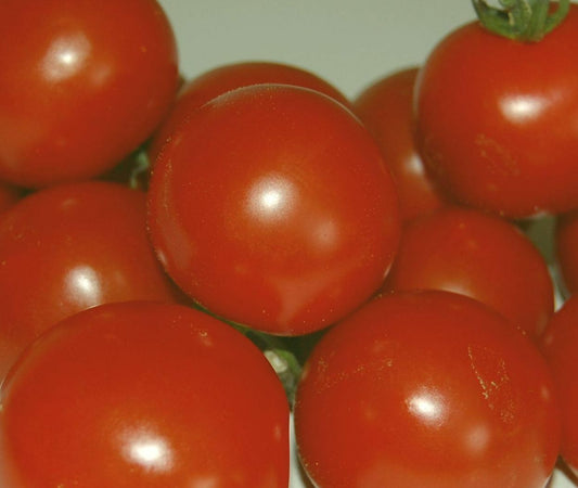 Tomate Harzfeuer F1