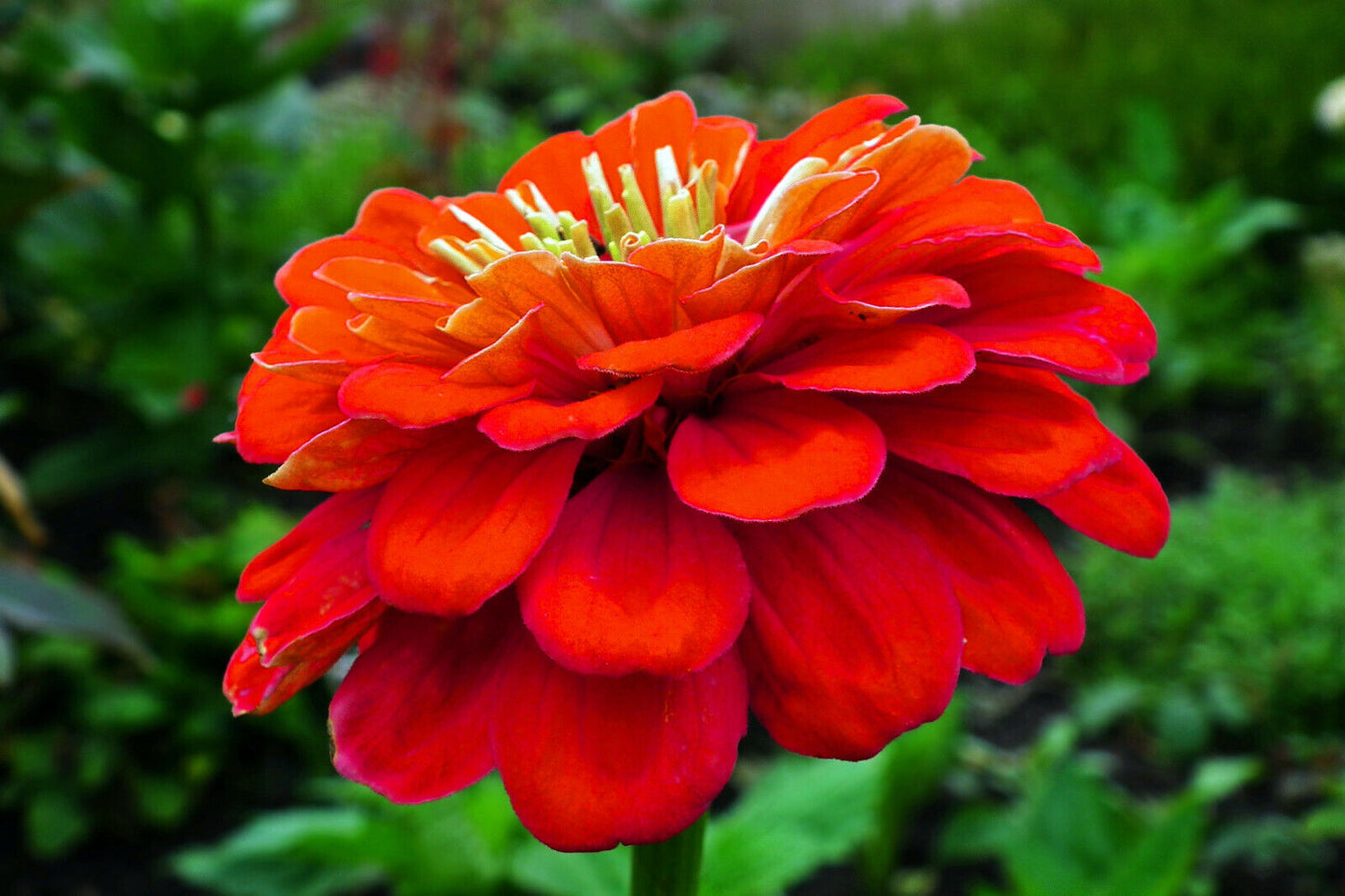 Rote Zinnie "Scarlet Flame"