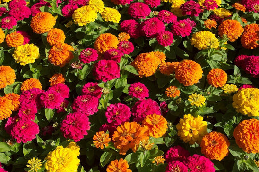 Kleine Zinnien  Lilliput-Mix